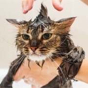 Bath a Cat