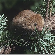 Sonoma Tree Vole