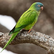 Blue-Crowned Parakeet