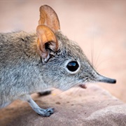 Ornate Shrew