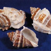 Crown Conch