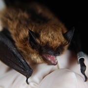 Eastern Small-Footed Myotis