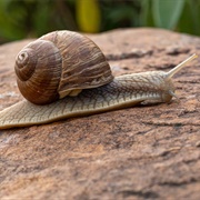 Snail, Snail