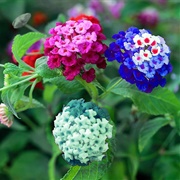 Lantana