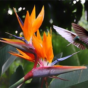 Bird of Paradise