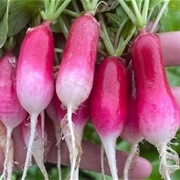 French Radishes