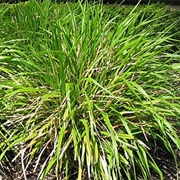 Rice Grass (Piptatherum Holciforme)