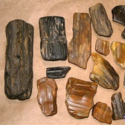 Petrified Wood