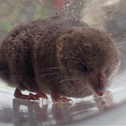 Montane Shrew