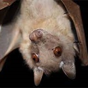 Wahlberg&#39;s Epauletted Fruit Bat