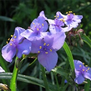 Spiderwort