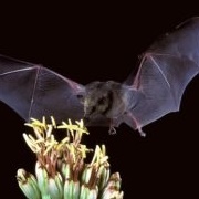 Mexican Long Tongued Bat