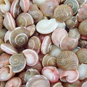 Umbonium Shells