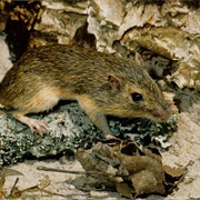 Hispid Pocket Mouse