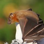 Borneo Fruit Bat