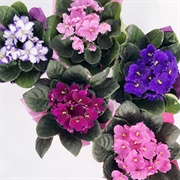 African Violet