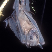 Bulmer&#39;s Fruit Bat