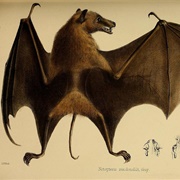 Long-Tailed Fruit Bat