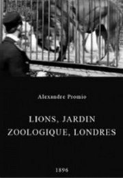 Lion, London Zoological Garden (1896)