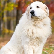 Great Pyrenees