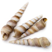 Auger Seashell
