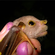 Broad-Striped Tube-Nosed Bat