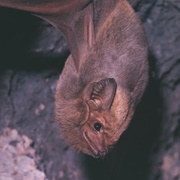 Common Sheath-Tailed Bat