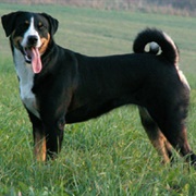 Appenzeller Sennenhund