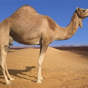 Arabian Camel