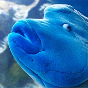 Humphead Wrasse