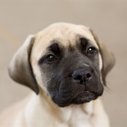 Mastiff Puppy