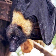 Mariana Fruit Bat