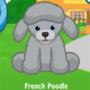 French Poodle