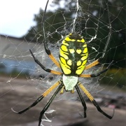 Garden Spider