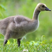 Gosling