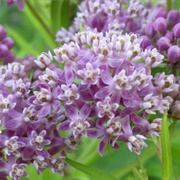 Swamp Milkweed