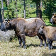 Bhutan Takin