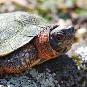 Wood Turtle