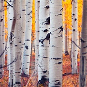 Aspen Trees