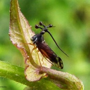 Brazilian Treehopper