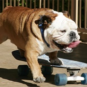 Skateboarding Dog