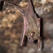 Greater Mouse-Tailed Bat