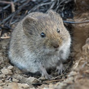 California Vole