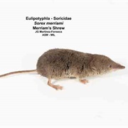 Merriam&#39;s Shrew