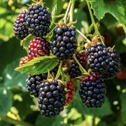 Blackberries