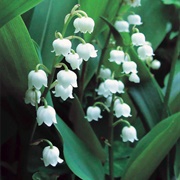 Lily of the Valley