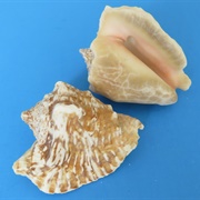 Hawk Wing Conch