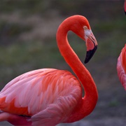 Caribbean Flamingo