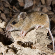 Fulvous Harvest Mouse