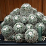 Pincushion Cactus